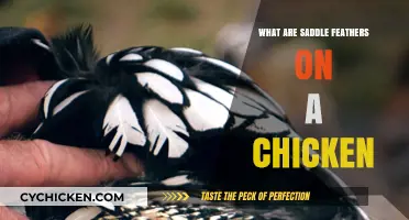Understanding Saddle Feathers: A Unique Trait in Chickens Explained