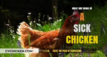 Spotting Sick Chickens: Key Symptoms and Health Indicators to Watch