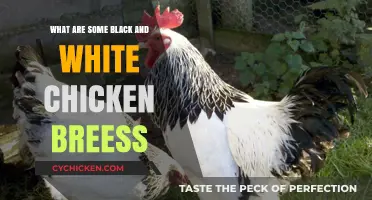 Elegant Black and White Chicken Breeds: Unique Patterns for Your Flock