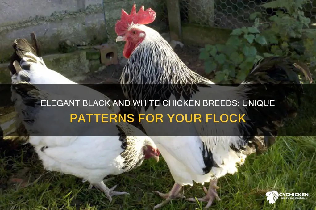 what are some black and white chicken breess