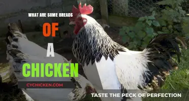 Discovering Popular Chicken Breeds: A Guide to Poultry Varieties
