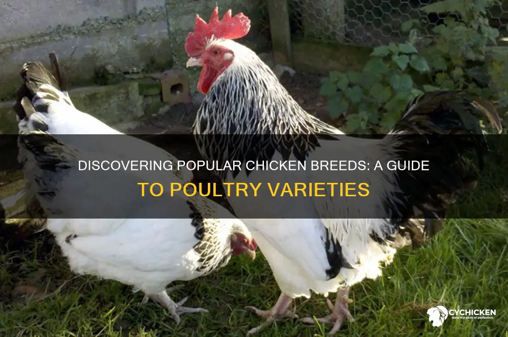 what are some breads of a chicken