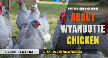 Wyandotte Chickens: Unique Traits, Stunning Plumage, and Practical Benefits
