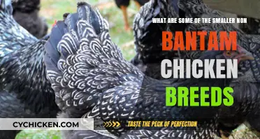 Small Chicken Breeds: Non-Bantam Options for Your Coop