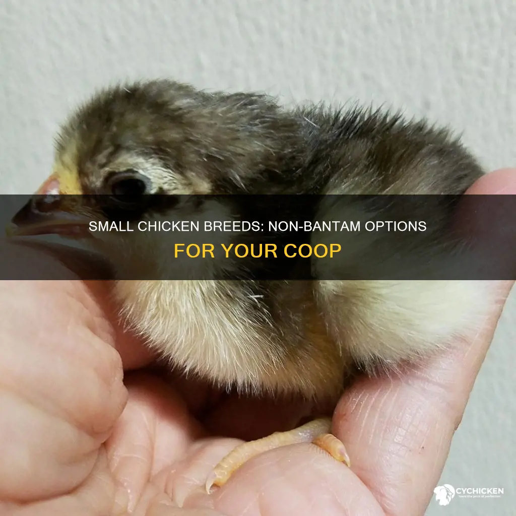 what are some of the smaller non bantam chicken breeds