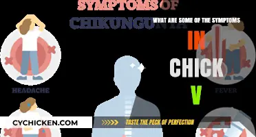 Chikungunya Symptoms: What You Need to Know