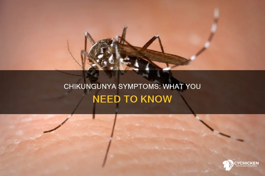 what are some of the symptoms in chick v