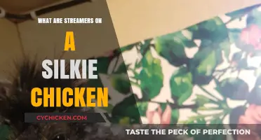 Understanding Silkie Chicken Streamers: Unique Feather Features Explained