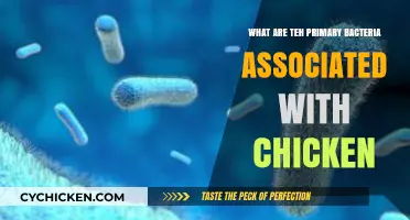 Common Bacteria Found in Chicken: Key Pathogens and Food Safety Tips