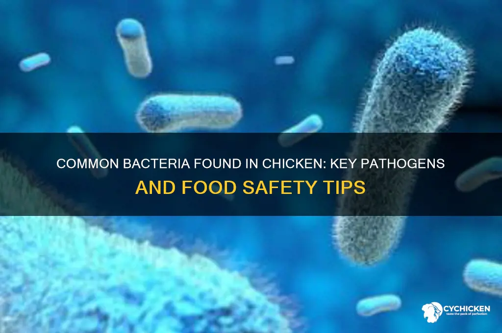 what are teh primary bacteria associated with chicken