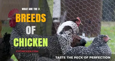 Discover the Top 3 Chicken Breeds for Your Backyard Flock