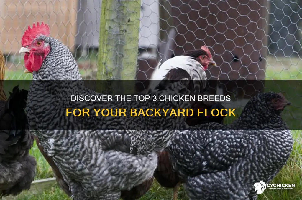 what are the 3 breeds of chicken