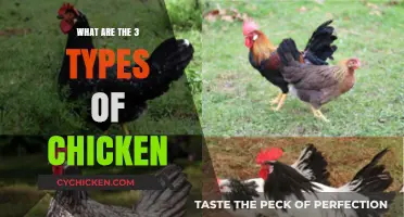 Exploring the Three Main Types of Chicken Breeds and Uses