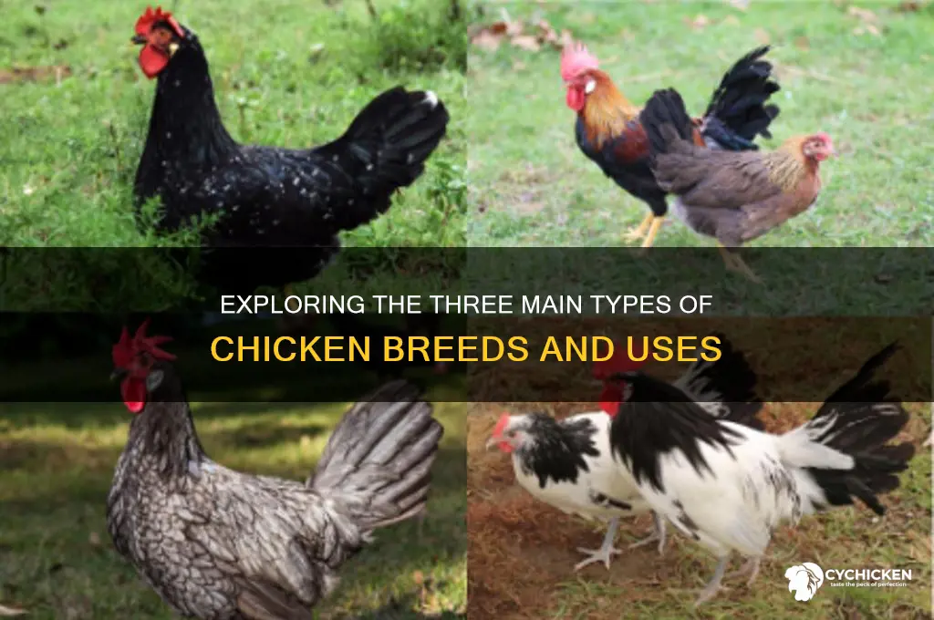 what are the 3 types of chicken