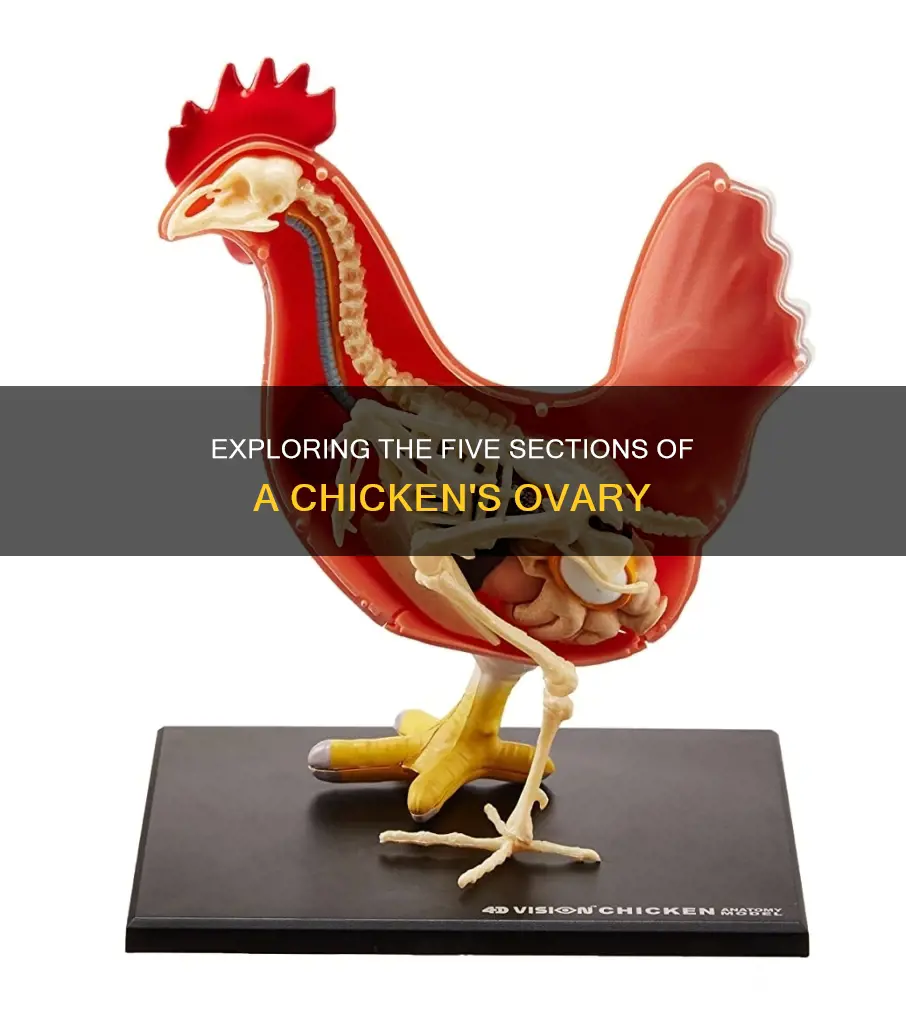 what are the 5 section of a chicken