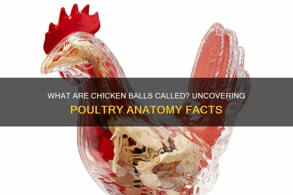 what are the balls of chicken called