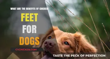 Chicken Feet: Superfood for Dogs?