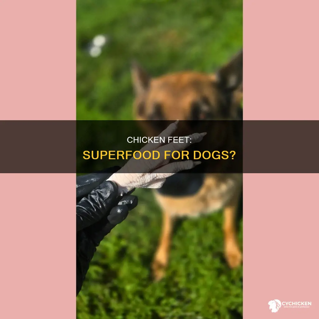 what are the benefits of chicken feet for dogs