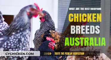 Top Backyard Chicken Breeds for Australian Urban and Rural Homes