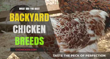 Top Backyard Chicken Breeds for Fresh Eggs and Happy Flocks