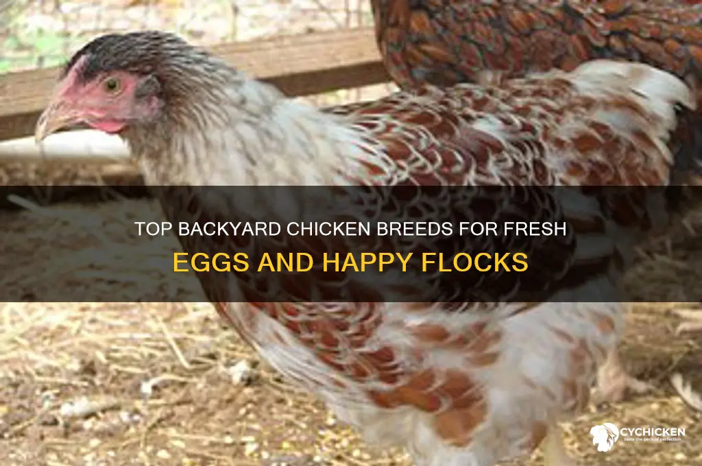 what are the best backyard chicken breeds