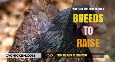 Top Chicken Breeds for Easy Raising and High Productivity