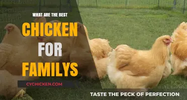 Family-Friendly Chicken Breeds: Top Picks for Happy, Healthy Homes