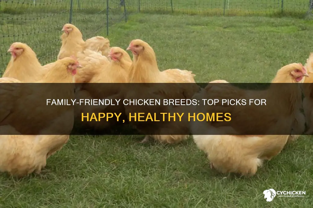 what are the best chicken for familys