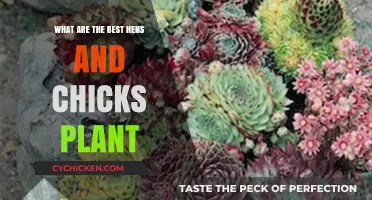Top Hens and Chicks Varieties for Stunning Succulent Gardens