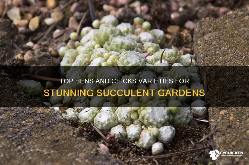 what are the best hens and chicks plant