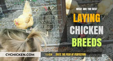 Top Egg-Laying Chicken Breeds for Your Backyard Flock