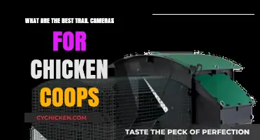 Top Trail Cameras to Monitor Your Chicken Coop: A Comprehensive Guide