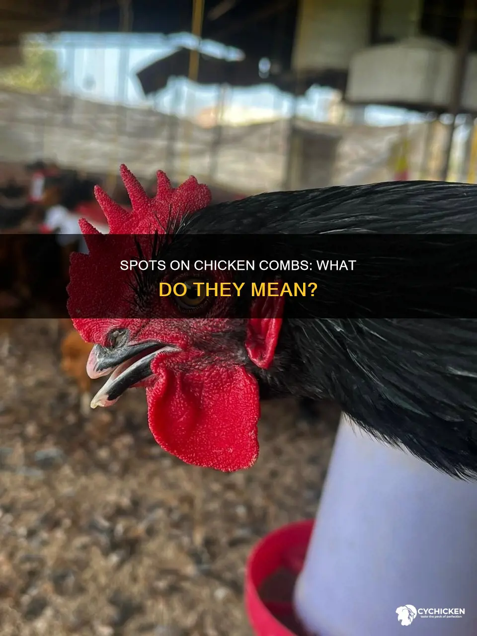 what are the black spots on my chicken comb