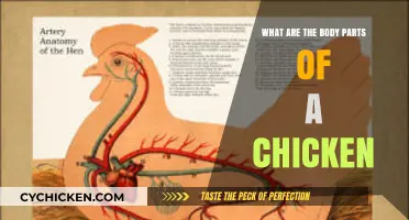 Understanding the Anatomy: Key Body Parts of a Chicken Explained