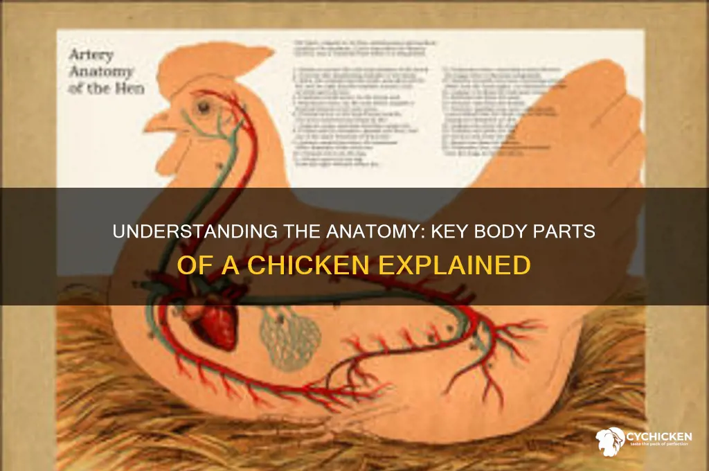 what are the body parts of a chicken