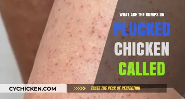 Understanding the Bumps on Plucked Chicken: What Are They Called?