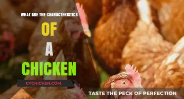 Exploring the Unique Physical and Behavioral Traits of Chickens
