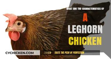 Discovering the Unique Traits of Leghorn Chickens: A Comprehensive Guide