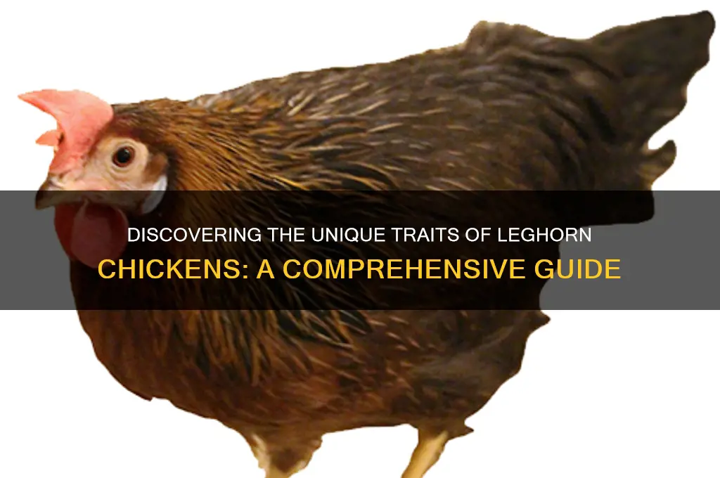 what are the characteristics of a leghorn chicken