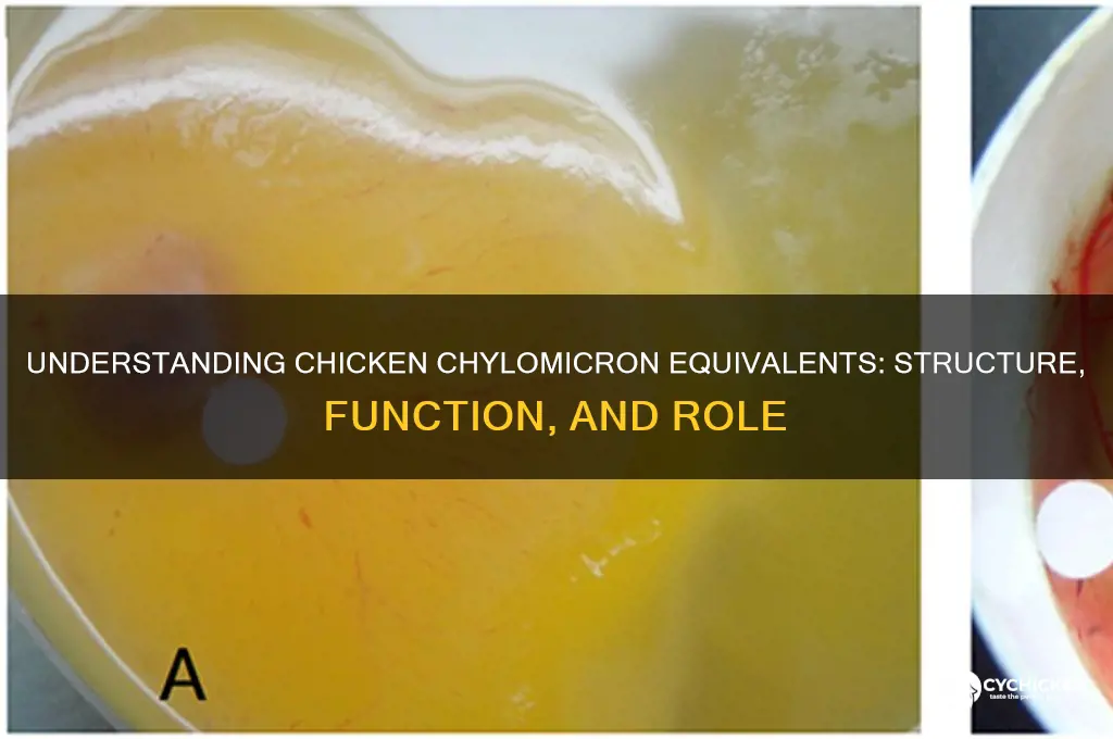 what are the chicken form of chylomicrons
