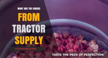 Tractor Supply Chicks: Types, Care, and Raising Baby Poultry