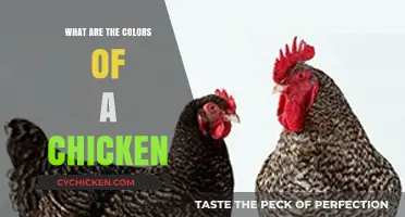 Exploring the Vibrant Plumage: What Colors Do Chickens Display?