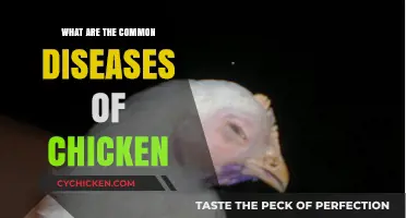 Common Chicken Diseases: Identifying and Managing Poultry Health Issues