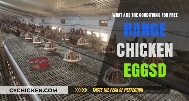 Free-Range Chicken Eggs: Conditions for Quality Production