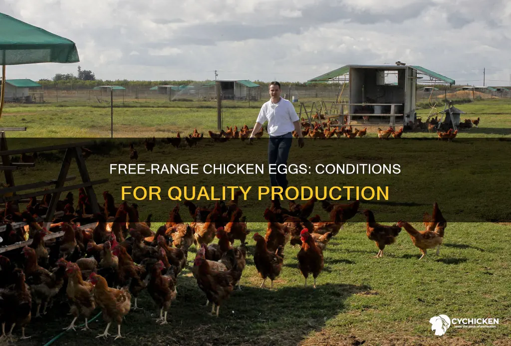 what are the conditions for free range chicken eggsd