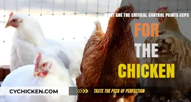 Chicken CCPs: Ensuring Food Safety at Every Step