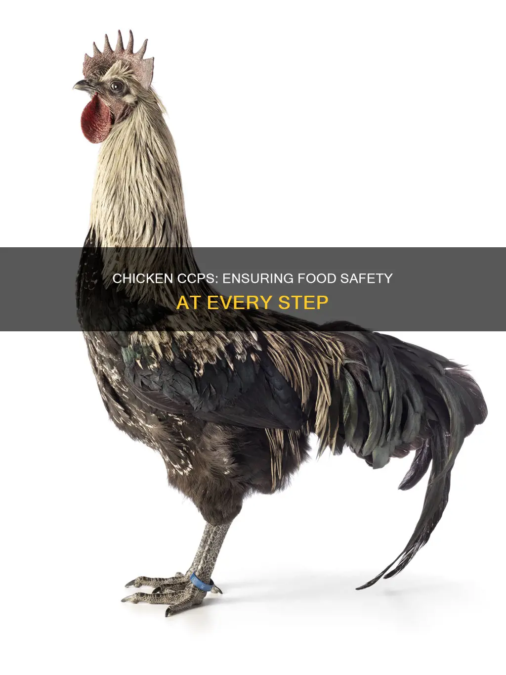 what are the critical control points ccps for the chicken