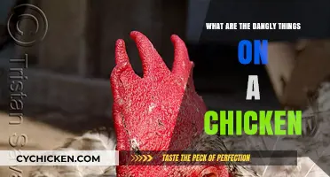 Unraveling the Mystery: What Are Those Dangly Things on Chickens?