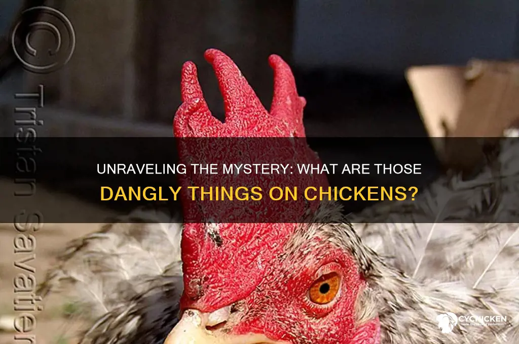 what are the dangly things on a chicken