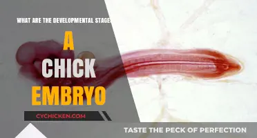 The Chick Embryo's Journey: From Egg to Chick